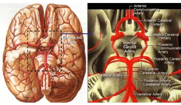Gambar 2. Pembuluh Darah Utama pada Otak (Anonim, 2008a) 
