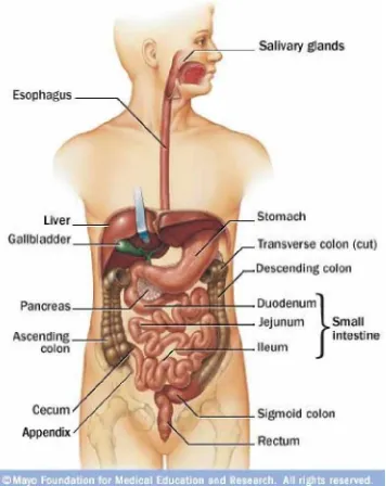 Gambar 1. anatomi saluran pencernaan manusia