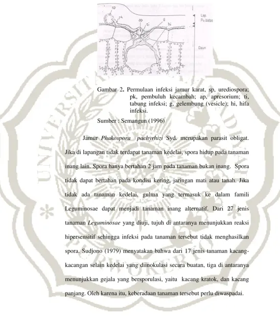 Gambar 2. Permulaan infeksi jamur karat, sp, urediospora; 