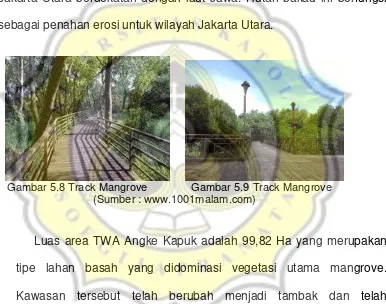 Gambar 5.8 Track Mangrove 