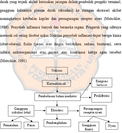 Gambar 3. Patogenesis dan gejala suatu peradangan (Mutschler, 1986)