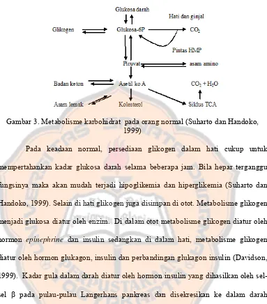 Gambar 3. Metabolisme karbohidrat  pada orang normal (Suharto dan Handoko, 
