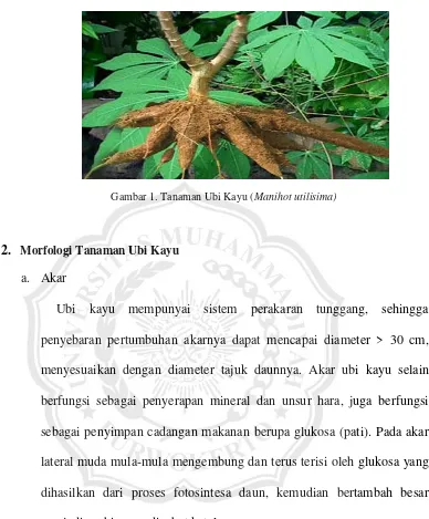 Gambar 1. Tanaman Ubi Kayu (Manihot utilisima) 