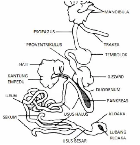 Gambar 2.1. Anatomi Saluran Pencernaan Ayam Sumber : Bell dan Weaver (2002)