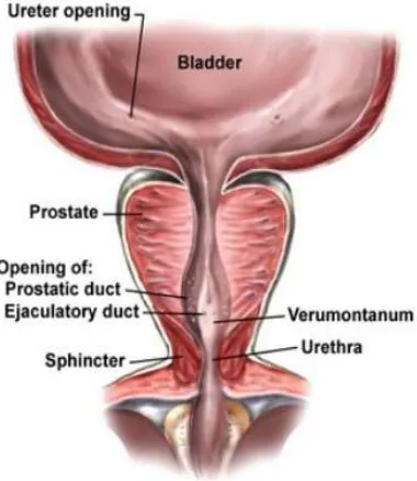 Gambar 3. Kelenjar Prostat. 