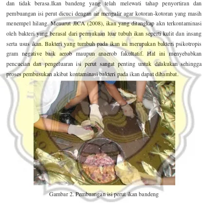 Gambar 2. Pembuangan isi perut ikan bandeng 