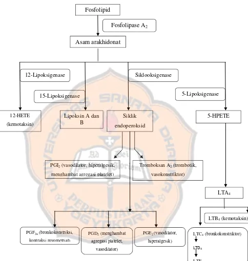 Gambar 1.  Proses pembentukan eicosanoid dari asam arakhidonat melalui jalur siklooksigenase dan lipooksigenase (Rang dkk, 2007) 
