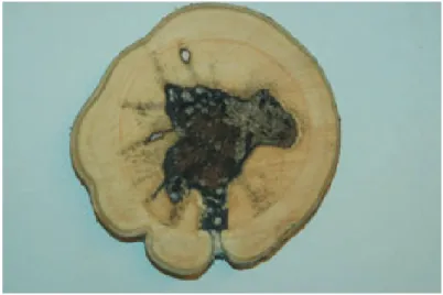 Gambar  1.    Formasi  kayu  gaharu  tanaman  pada  penampang  melintang  batang  Figure  1