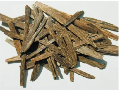 Gambar  2.    Kayu  gaharu  tanaman Figure  2.    Cultivated  agarwood