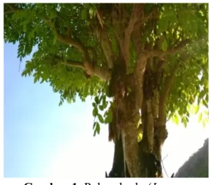 Gambar 1. Pohon kudo (Lannea  coromandelica) 