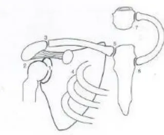 Gambar 1. Sendi-sendi pada Shoulder Girdle (Diambil dari kepustakaan No. 1) 