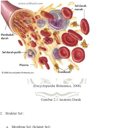Gambar 2.1 Anatomi Darah 