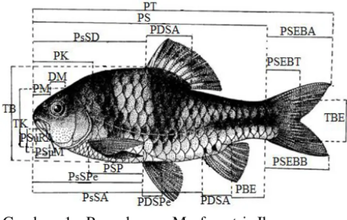 Gambar  1.  Pengukuran  Morfometri  Ikan  (Hubbs dan Lagler, 1958)  Hasil dan Pembahasan 