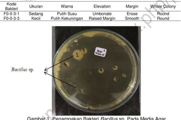 Tabel 2.  Morfologi Bakteri Berdasarkan Warna, Ukuran, Elevation, Margin, dan Bentuk  Koloni 