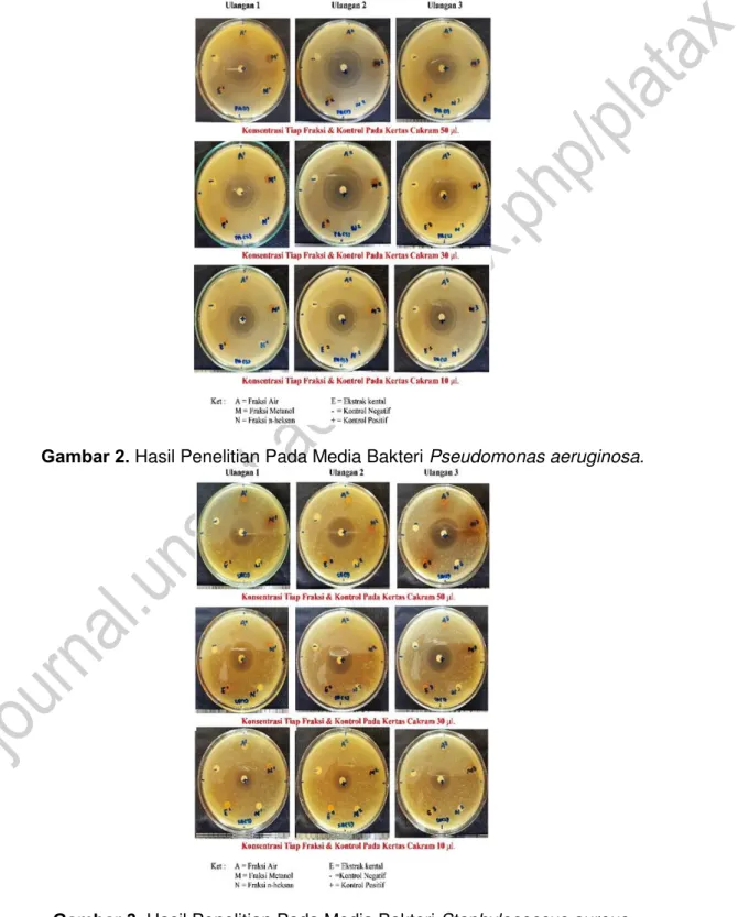 Gambar 2. Hasil Penelitian Pada Media Bakteri Pseudomonas aeruginosa. 