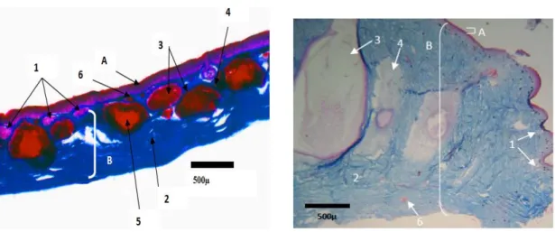 Gambar 1.Penampang melintang kulit Kalaoulabaleata (kiri) dan Duttaphrynus 