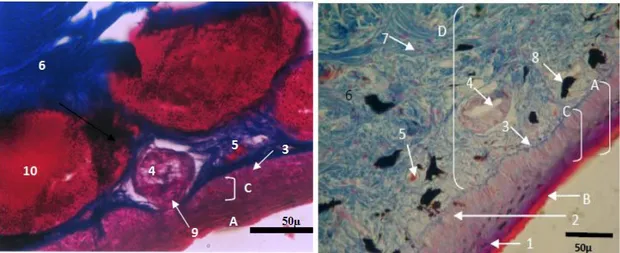Gambar  2.  kelenjar  kulit  Kalaoulabaleata  (kiri)  dan  Duttaphrynus  melanostictus  (kanan)