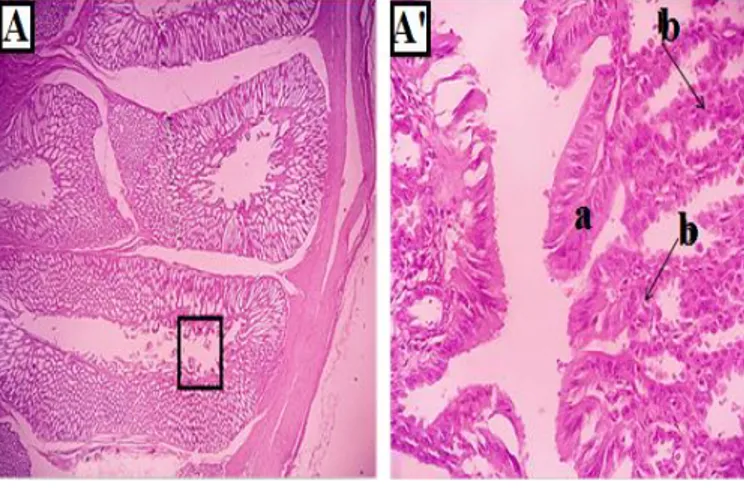 Gambar 14. Gambaran Histologi Tunika  Muskularis Proventrikulus  Ayam Hutan Merah (Gallus  gallus) (Pewarnaan HE, (A)  4X dan (A’) 40X)