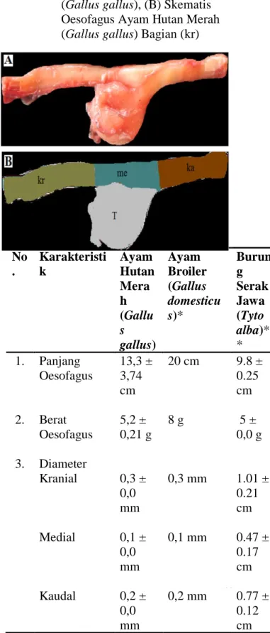 Tabel 2. Rerata Oesofagus Ayam Hutan  Merah (Gallus gallus) 