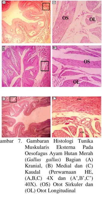 Gambar  5.  Gambaran  Histologi  Tunika  Muskularis  Mukosa  Oesofagus  Pada  Ayam  Hutan  Merah  (Gallus  gallus)  Bagian  (A)  Kranial,  (B)  Medial  dan  (C)  Kaudal  (Perwarnaan  HE,  (A,B,C)  4X  dan  (A’,B’,C’)  40X)