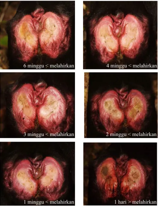Gambar 4. Perubahan intensitas warna di sekitar daerah urogenital sebelum melahirkan dan laktasi