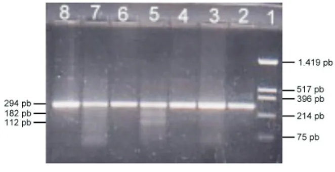 Gambar  1.  Fragmen  hasil  PCR.  Fragmen  294  pb  gen  tRNA Leu  mtDNA  yang  diamplifikasi  dengan  menggunakan primer D  dan D ditunjukkan  1 2  pada lajur 2,3,4,5,6 dan 7