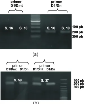 Gambar 3. Karakterisasi elektroforegram hasil PASA. (a)  menunjukkan  contoh  sampel  yang  tidak  mempunyai  mutasi  A3243G,  sedangkan  (b)  dua sampel yang mempunyai mutasi tersebut