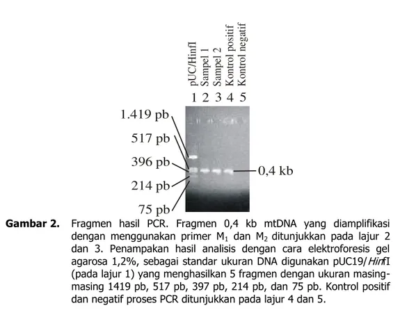 Gambar 2.  Fragmen  hasil  PCR.  Fragmen  0,4  kb  mtDNA  yang  diamplifikasi  dengan  menggunakan  primer  M 1   dan  M 2  ditunjukkan  pada  lajur  2  dan  3