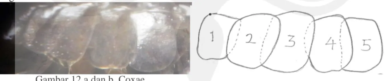 Gambar dari Coxae yang tersusun atas 7 coxae yang terlihat jelas segmen yang ada. 