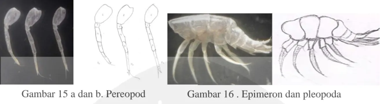 Gambar 15 a dan b. Pereopod  Gambar 16 . Epimeron dan pleopoda 