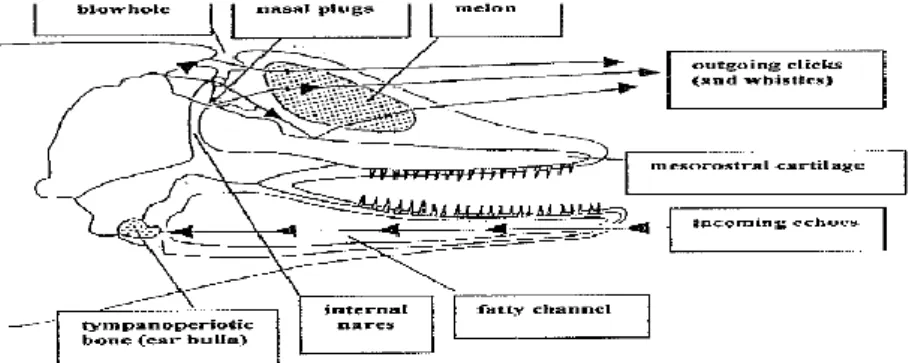 Gambar  1.  Mekanisme  Produksi  dan  Penerimaan  Suara  pada  Lumba-lumba  hidung  botol  (Tursiops  aduncus)