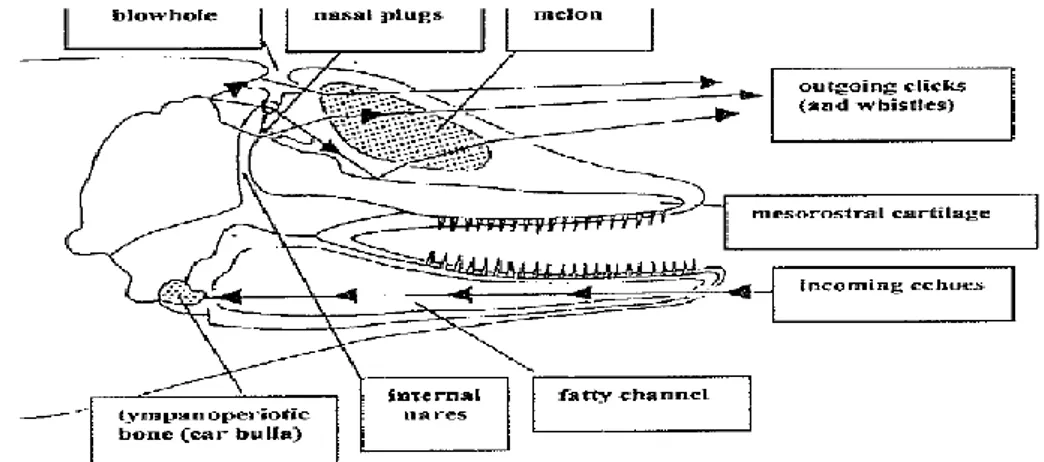 Gambar  1.  Mekanisme  Produksi  dan  Penerimaan  Suara  pada  Lumba-lumba  hidung  botol (Tursiops aduncus)