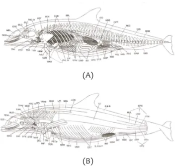 Gambar 2 Anatomi sistem pernafasan (A) dan otot  superfisial (B) lumba-lumba hidung botol  (bottlenose dolphin) (Marshall, 2002).