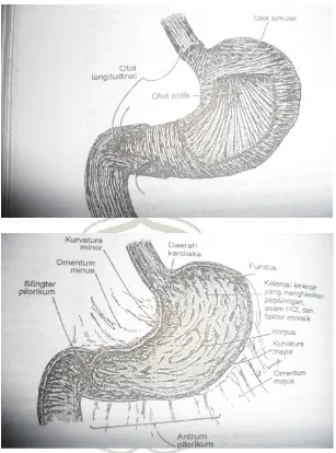 Gambar 2. 1 Anatomi lambung (Sumber: Price & Wilson. 2005, hlm 418) 