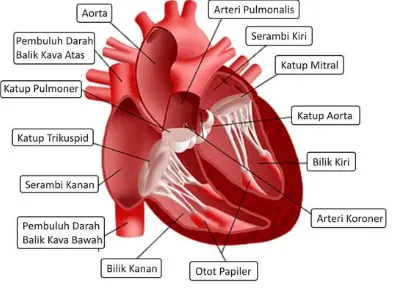 Gambar 1.1 (Anatomi Jantung) 