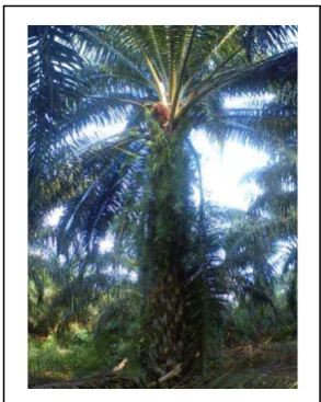 Gambar 2.1  Pohon Kelapa Sawit 