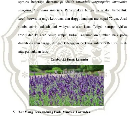 Gambar 2.1 Bunga Lavender 