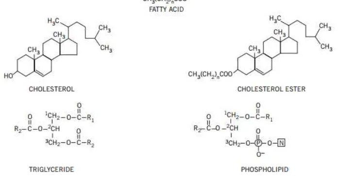 Gambar 1: Struktur Kimia daripada lipid plasma 