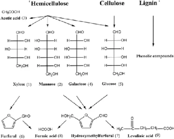 Gambar 2.  Monosakarida dan produk lain hasil hidrolisis asam terhadap selulosa, hemiselulosa  dan lignin   (Palmquist and Hahn-Hagerdal, 2000) 