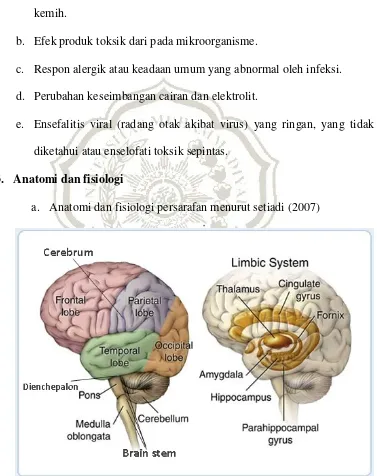 Gambar 2. 1 bagian-bagian otak manusia 