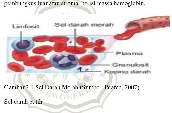 Gambar 2.1 Sel Darah Merah (Sumber: Pearce, 2007) 