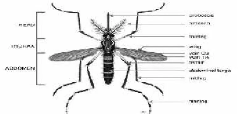 Gambar 1. Ciri-ciri khusus nyamuk Ae sp