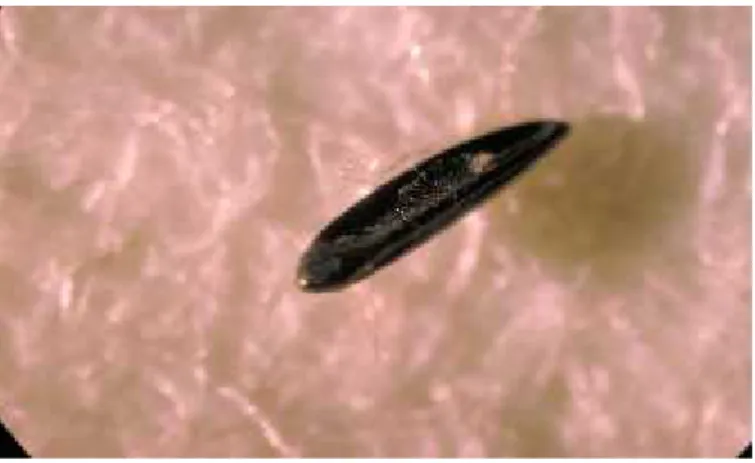 Gambar 2. Telur Aedes sp 2. Larva