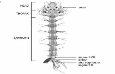 Gambar 3. Larva Aedes sp