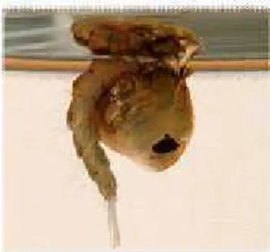 Gambar 4. Pupa Aedes sp 4. Aedes sp dewasa