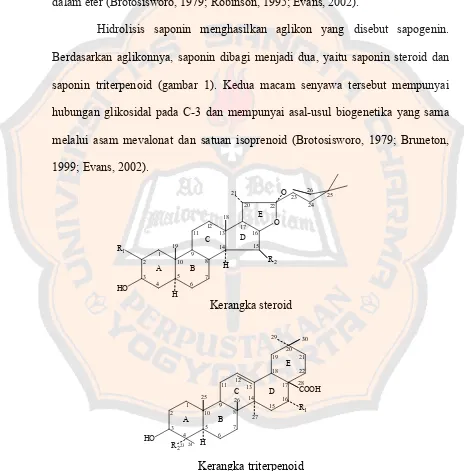 Gambar 1. Struktur kimia dua macam golongan saponin (Robbers, 1996) 
