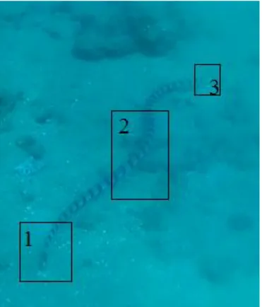 Gambar 3. Morfologi Laticauda sp di Perairan Pulau Tuan. (1) bagian ekor (2) bagian badan  (3) bagian kepala 