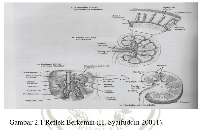 Gambar 2.1 Reflek Berkemih (H. Syaifuddin 20011).  