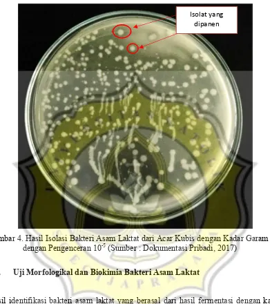 Gambar 4. Hasil Isolasi Bakteri Asam Laktat dari Acar Kubis dengan Kadar Garam 5% -5