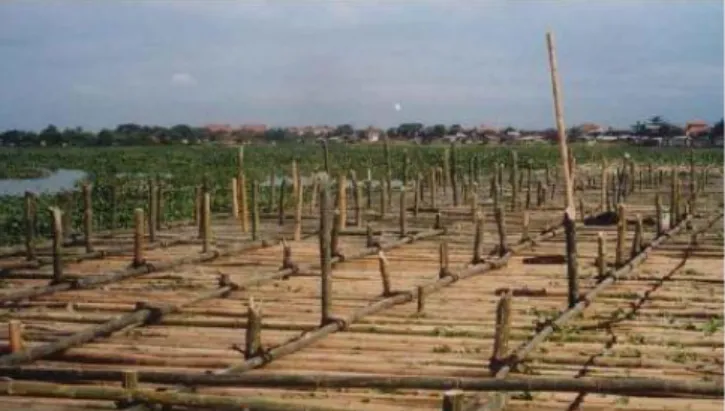 Gambar 2.5 Contoh penggunaan tiang bambu sebagai perkuatan di lapangan